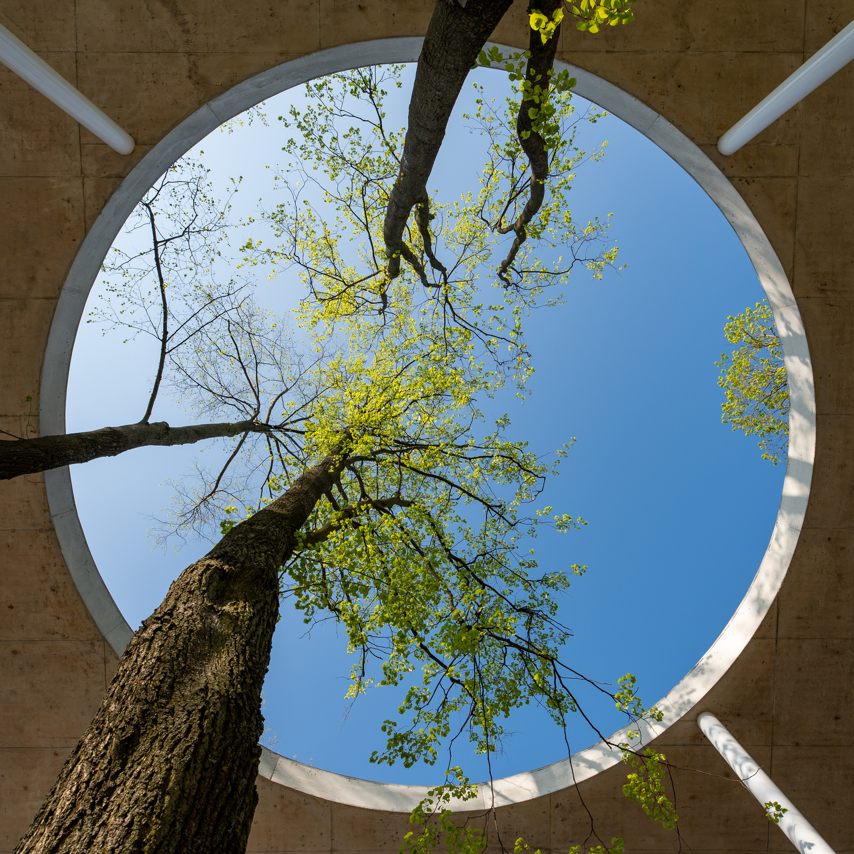 Looking up at tree branches extending through a circular opening in a concrete structure against a clear blue sky